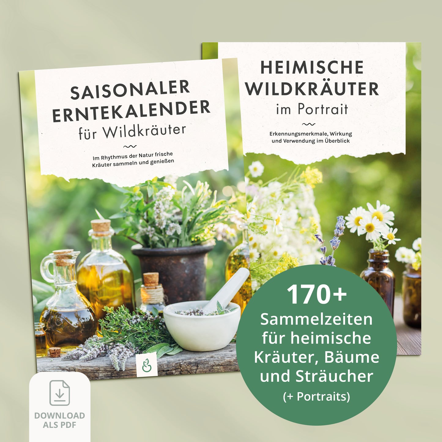 Saisonaler Erntekalender und Wildkräuter-Portraits als PDF-Download mit Sammelzeiten heimischer Kräuter, Bäume und Sträucher