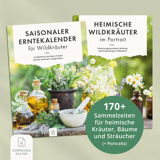 Saisonaler Erntekalender und Wildkräuter-Portraits als PDF-Download mit Sammelzeiten heimischer Kräuter, Bäume und Sträucher