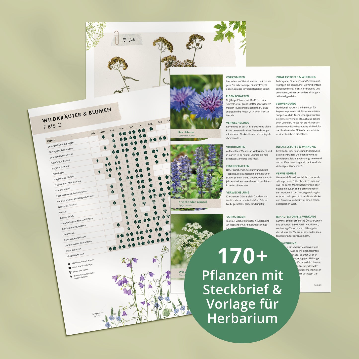 Wildkräuterkalender mit Steckbriefen (PDF)