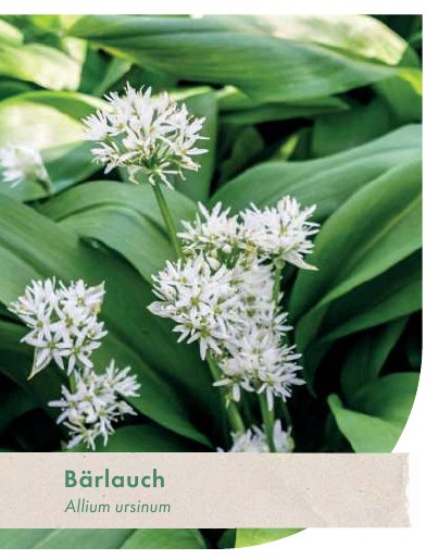 Bärlauch (Allium ursinum) mit weißen Blütendolden, Foto aus dem Steckbrief