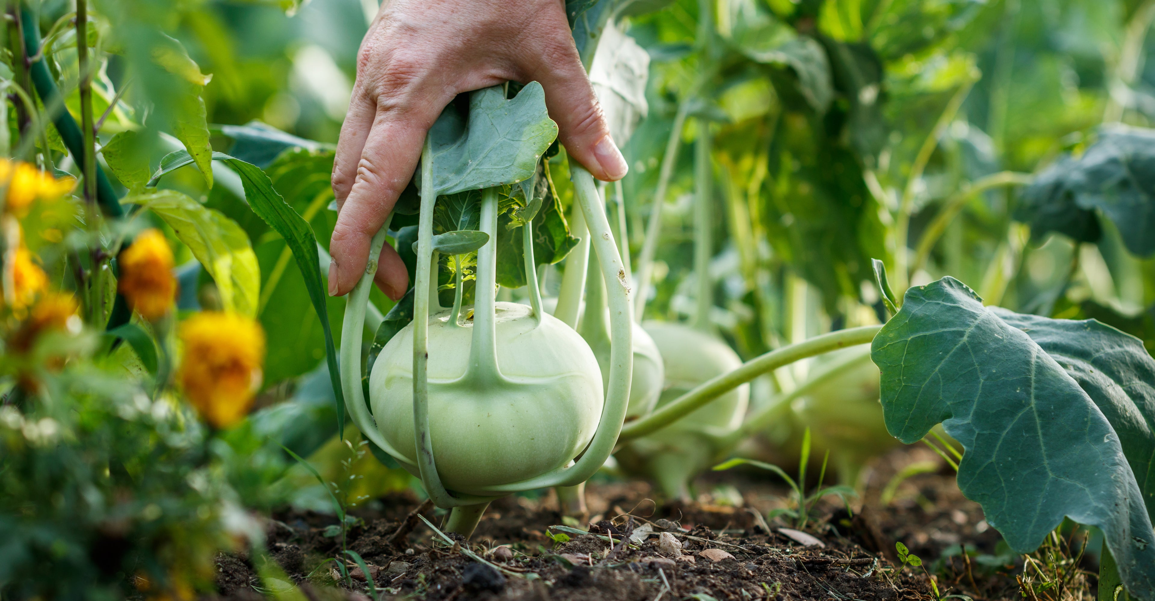 Hand erntet frischen Kohlrabi im Gemüsebeet zwischen grünen Blättern und Mischkulturpflanzen