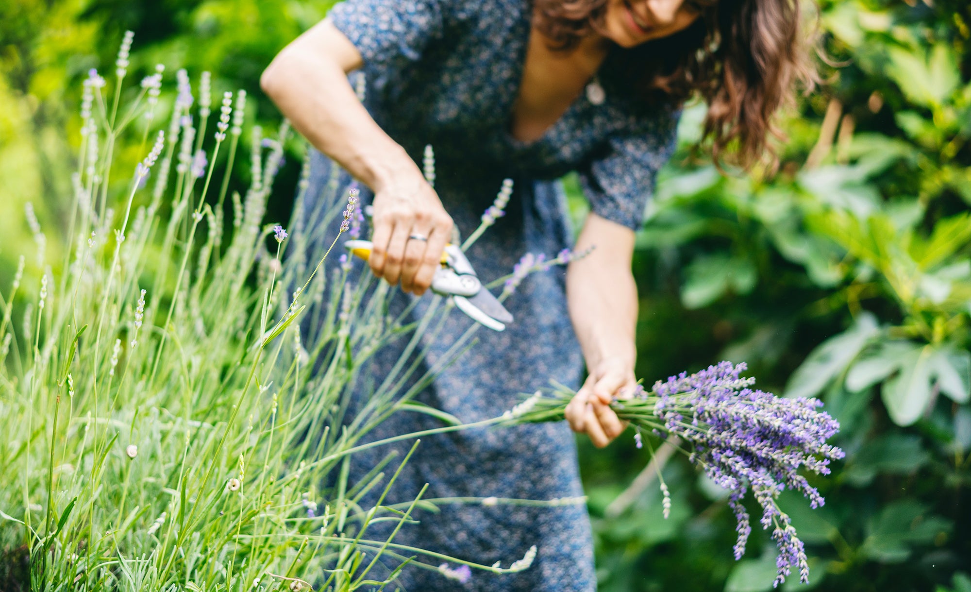 Lavendelernte im Garten mit Gartenschere und frischen Lavendelblüten im Sommer