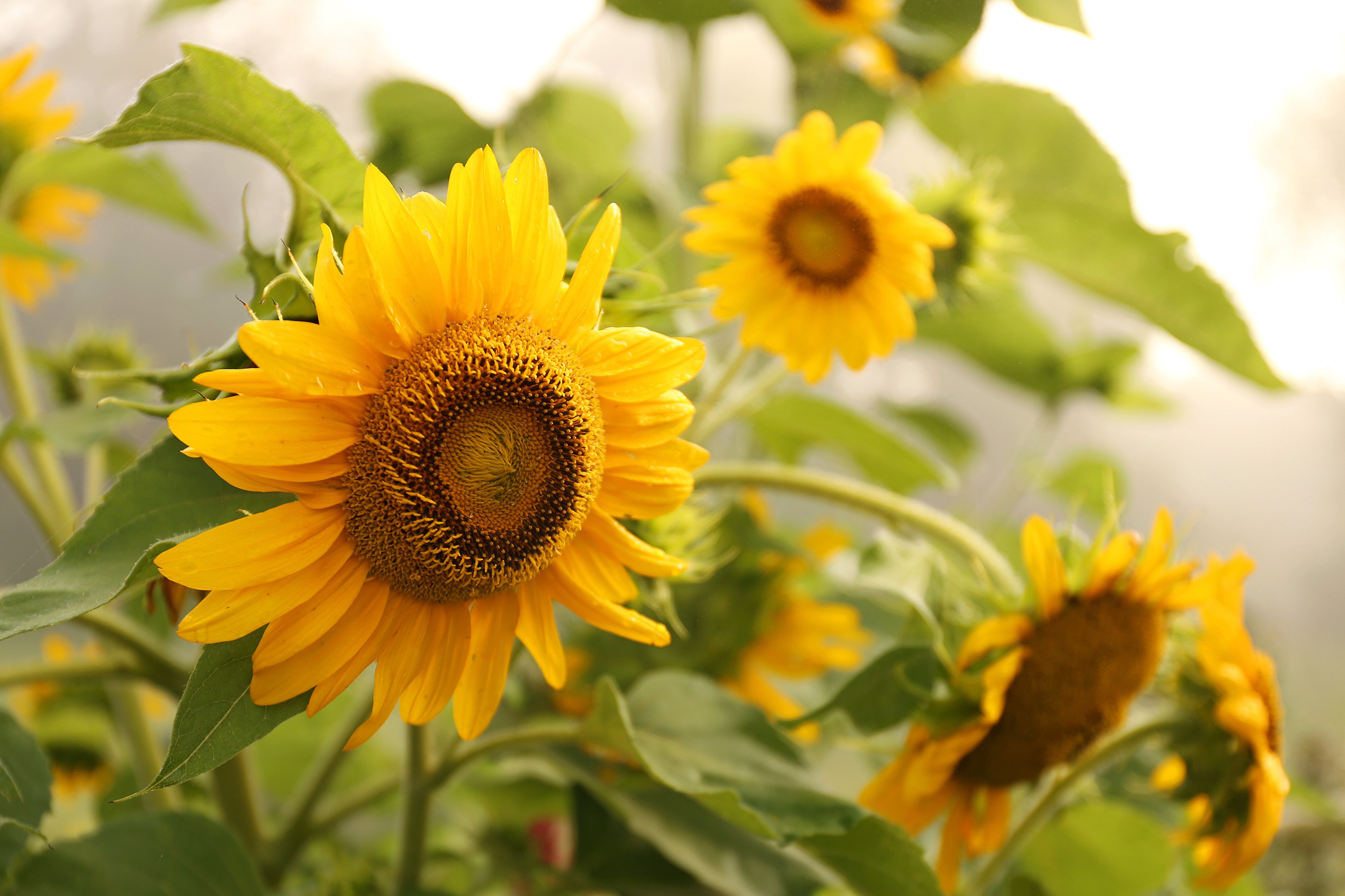 Blühende Sonnenblumen im sommerlichen Garten mit leuchtend gelben Blüten im Sonnenlicht